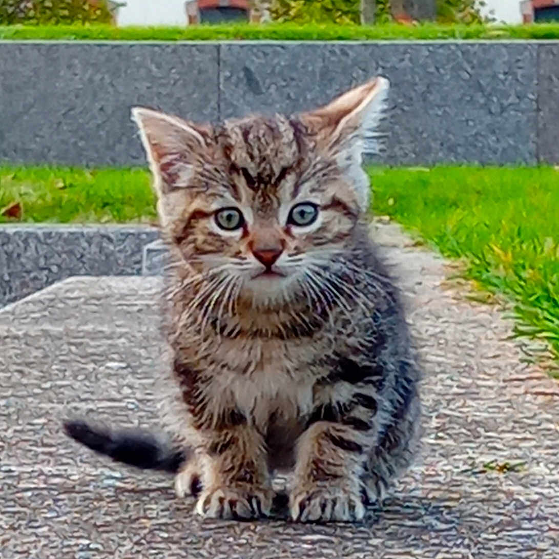 Xéna a rejoint le concours — aidez-le/la à gagner de superbes lots ! abyssinian, animal, architecture, building, cat, city, grass, gravel, kitten, manx, path, pet, plant, road, sidewalk, slate, street, tarmac, urban, wall