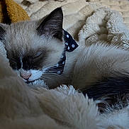 Albert a rejoint le concours — aidez-le/la à gagner de superbes lots ! animal, blanket, bow_tie, cat, closed_eyes, comfort, cozy, cute, fluffy, fur, indoor, kitten, nose, pet, polka_dot, relaxed, resting, sleeping, soft, whiskers