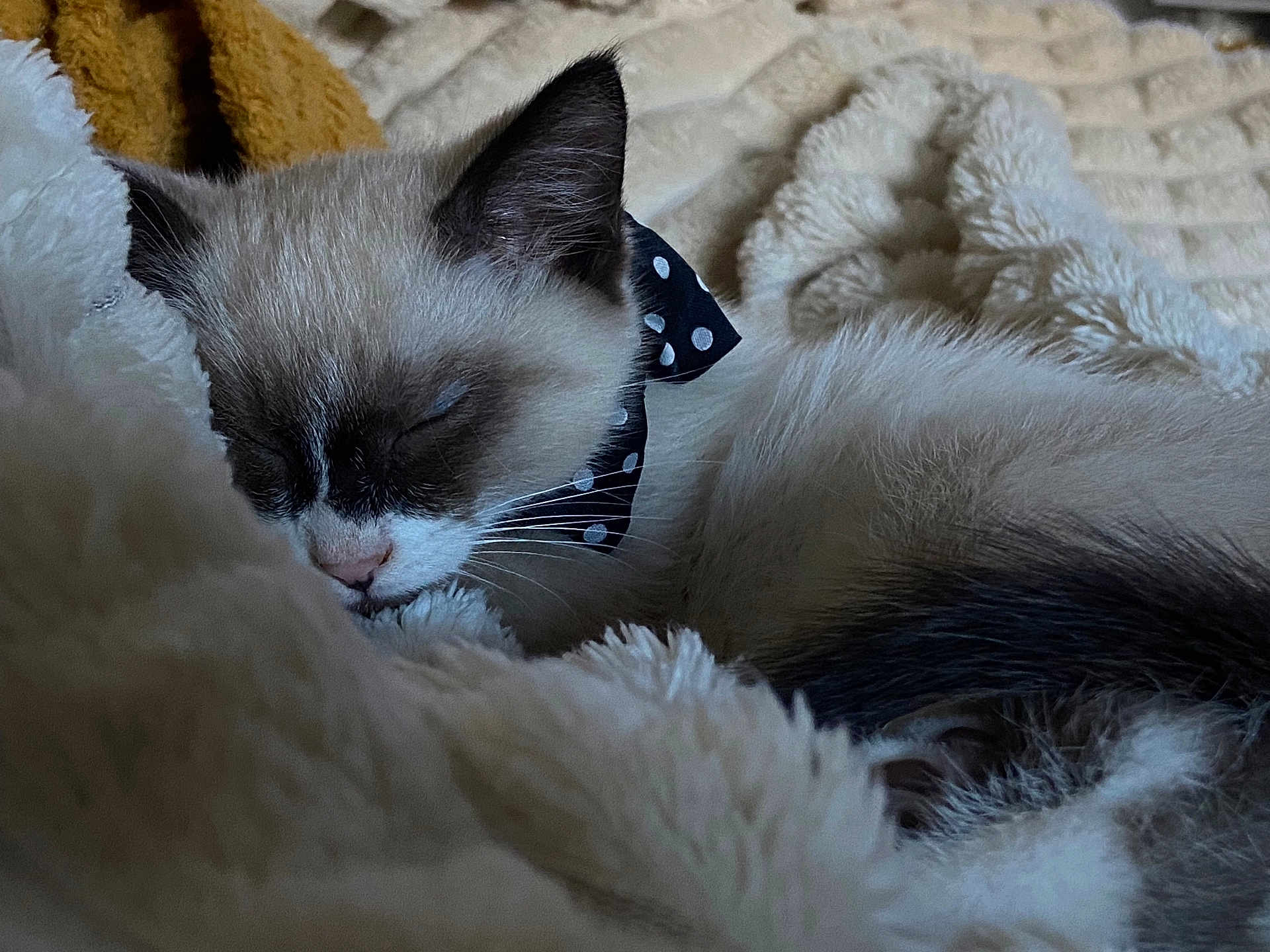 Albert