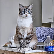 Happy a rejoint le concours — aidez-le/la à gagner de superbes lots ! animal, blue_eyes, cat, countertop, domestic_cat, feline, fur, household, indoor, kitchen, looking_away, paws, pet, sitting, table, tile_pattern, water_bottle, whiskers, white_and_brown, wooden