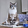 animal, blue_eyes, cat, countertop, domestic_cat, feline, fur, household, indoor, kitchen, looking_away, paws, pet, sitting, table, tile_pattern, water_bottle, whiskers, white_and_brown, wooden