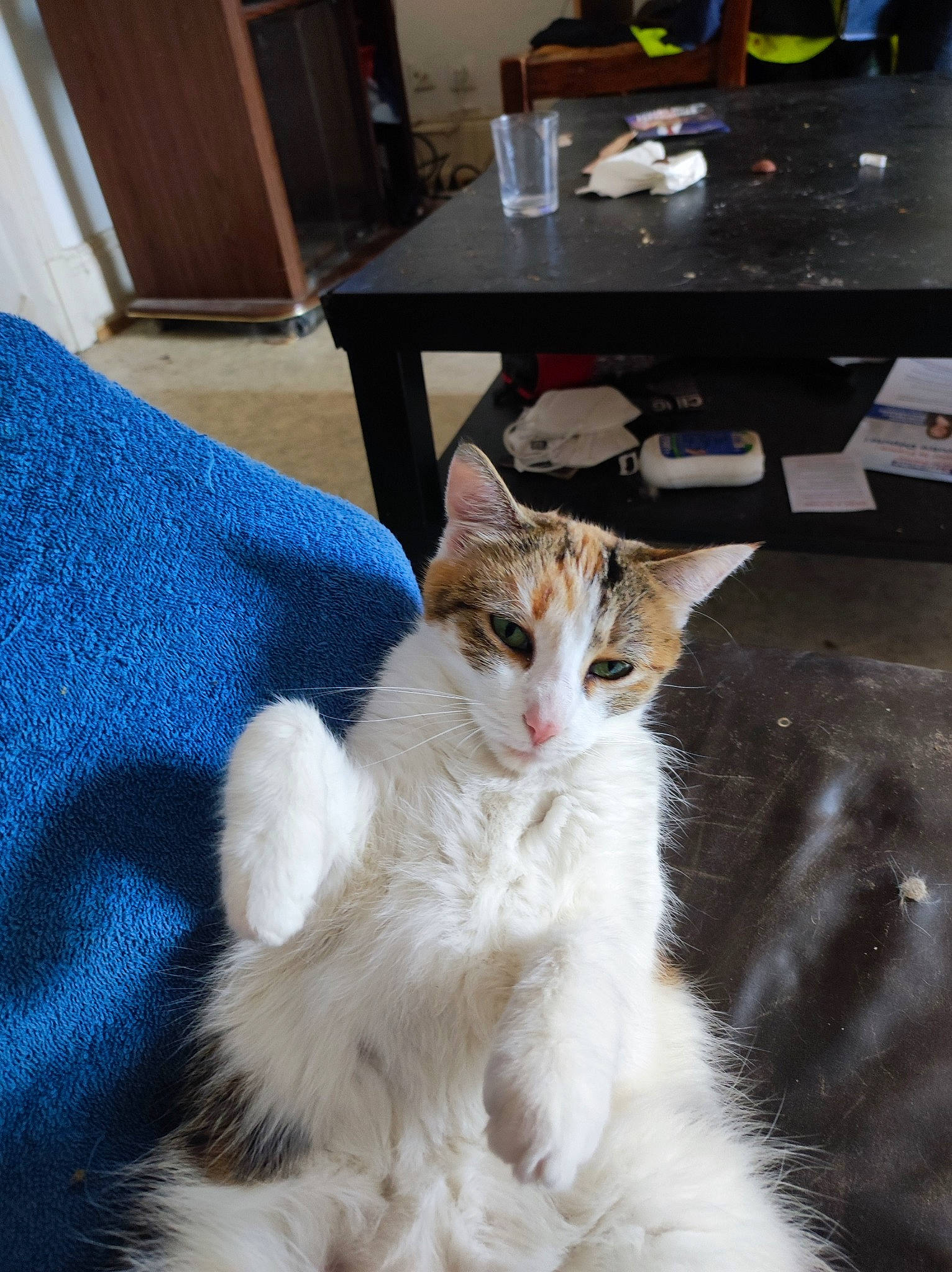 Mousse a rejoint le concours — aidez-le/la à gagner de superbes lots ! cat, chair, claw, comfort, domestic_short_haired_cat, electric_blue, fawn, felidae, flooring, fur, furniture, paw, room, sitting, small_to_medium_sized_cats, snout, table, tail, whiskers, window