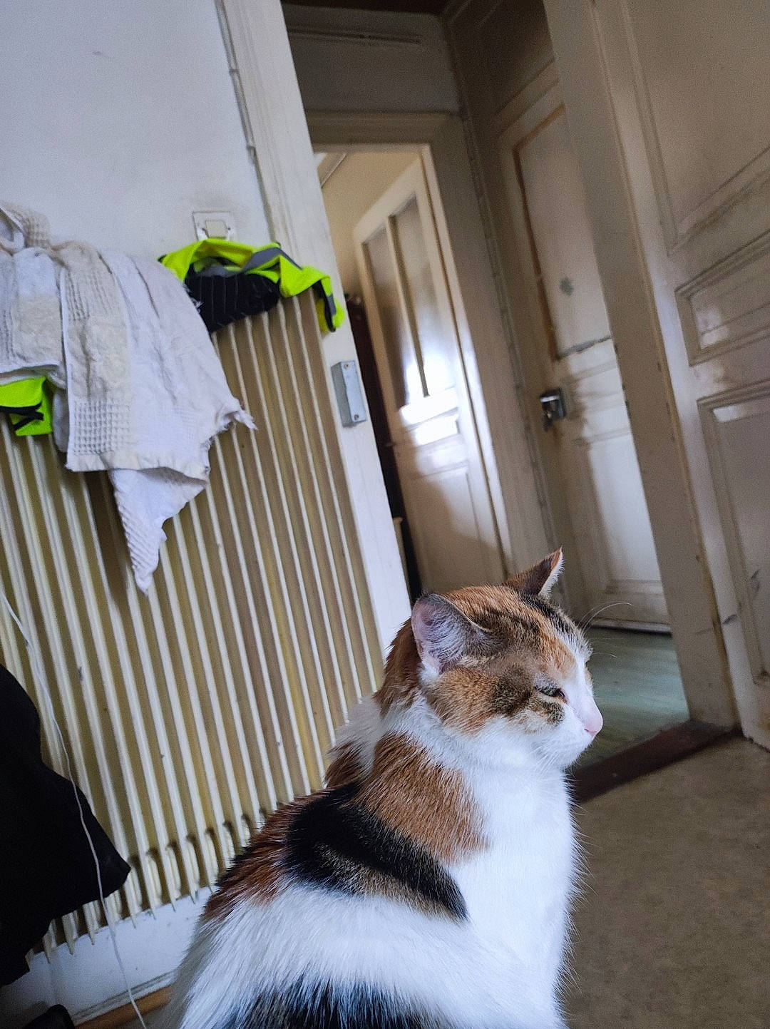 Mousse participe au concours pour gagner de l'argent avec cette photo : carnivore, cat, curtain, door, felidae, floor, flooring, grey, hardwood, home_door, house, mammal, plant, porch, small_to_medium_sized_cats, snout, vertebrate, whiskers, window, wood