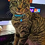 bell, cable, cat, close_up, collar, desk, gaming_keyboard, green_eyes, indoor, keyboard, monitor, office, paws, pet, portrait, sitting, stripes, tabby_cat, technology, whiskers