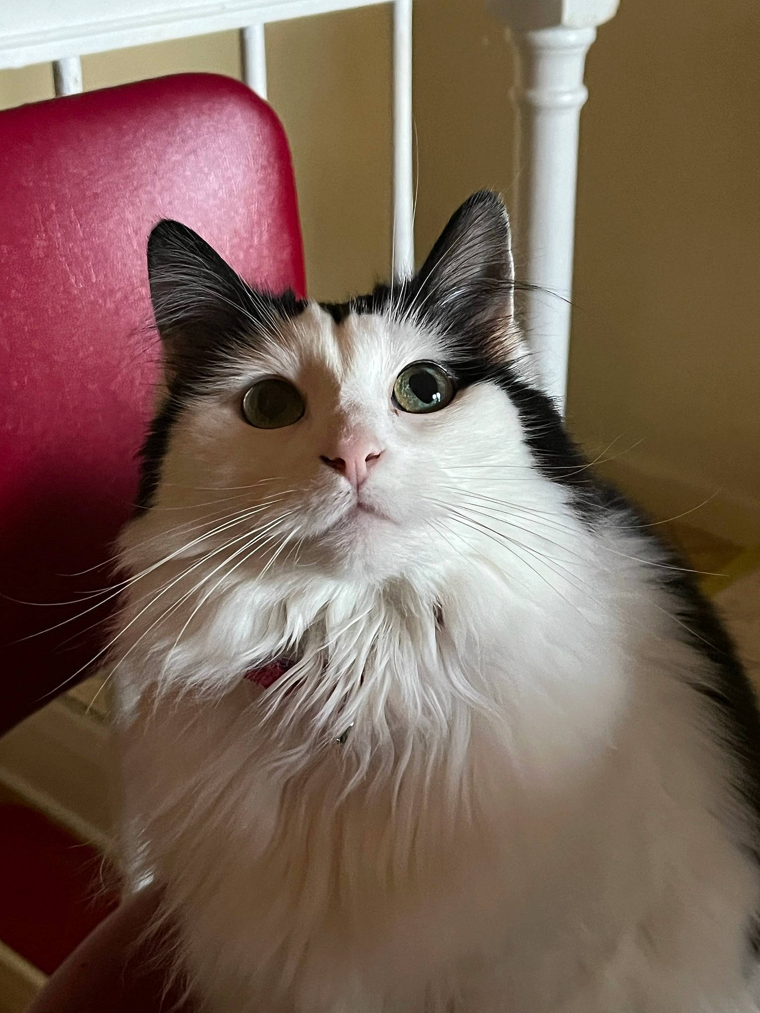 Midge is registered to the contest to win money with this photo: box, carnivore, cat, felidae, fur, small_to_medium_sized_cats, snout, whiskers, window