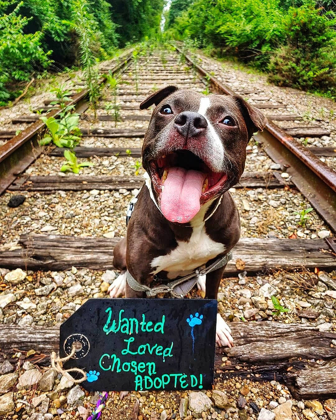 Rumor joined the competition — help win amazing prizes! canidae, carnivore, companion_dog, dog, dog_breed, fawn, grass, guard_dog, handwriting, leisure, liver, molosser, plant, snout, soil, sporting_group, terrestrial_animal, tree, whiskers, working_animal