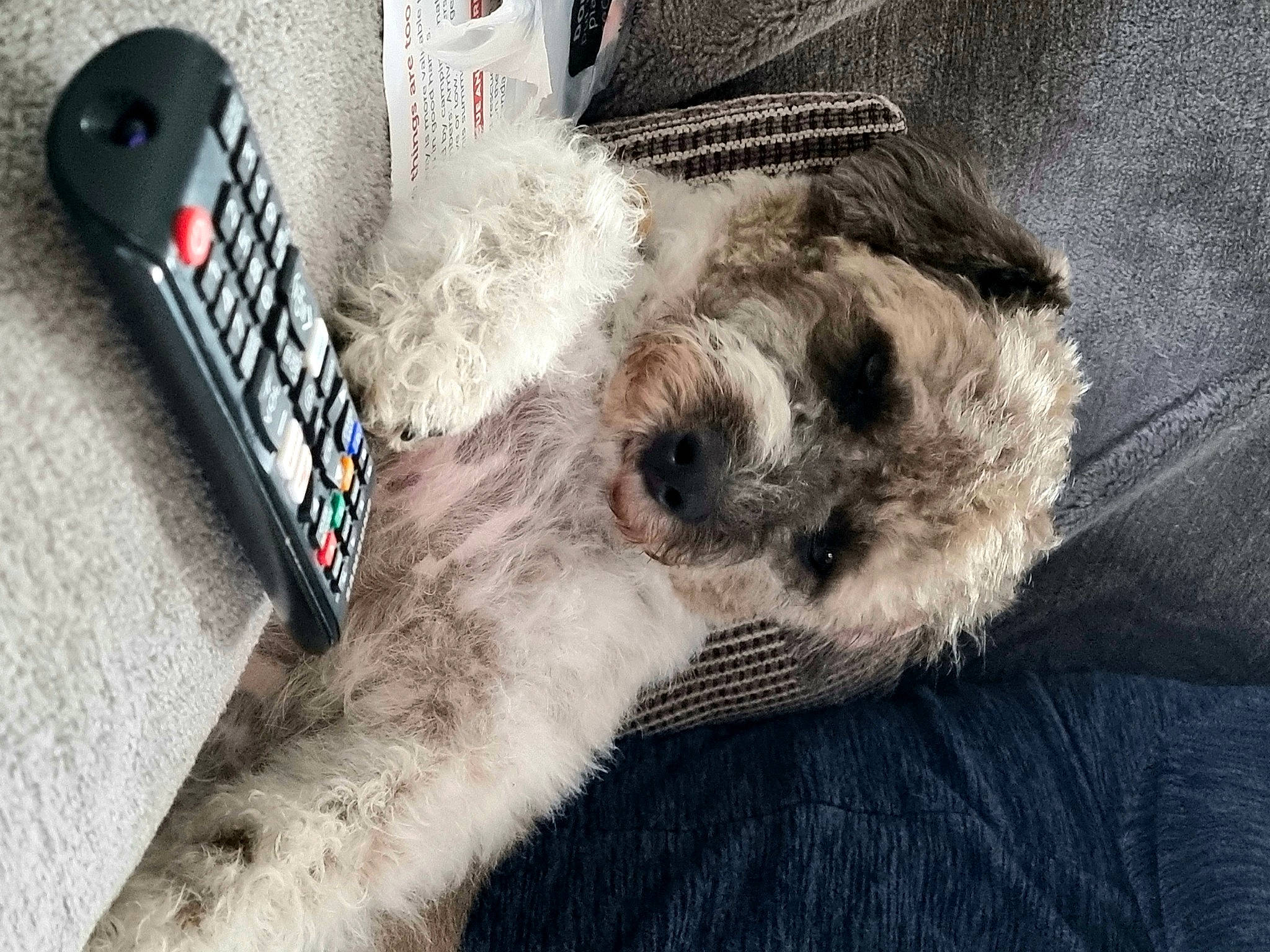 Bruno is registered to the contest to win money with this photo: carnivore, comfort, communication_device, companion_dog, dog, dog_breed, dog_collar, everyday_carry, fur, grey, mobile_phone, portable_communications_device, remote_control, snout, sports_equipment, sunglasses, toy, toy_dog, whiskers, working_animal