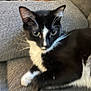 Dakota is registered to the contest to win money with this photo: animal, black_and_white_cat, blurred, cat, close_up, couch, domestic_animal, ear, face, feline, fur, gray_couch, indoor, laying_down, paw, pet, relaxed, resting, whiskers