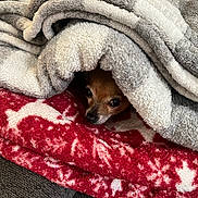 Dakota joined the competition — help win amazing prizes! animal, blanket, brown, comfort, cozy, cute, dog, fabric, fur, hidden, indoor, nest, pet, pile, relaxed, resting, small_dog, snug, texture, warm