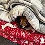 animal, blanket, brown, comfort, cozy, cute, dog, fabric, fur, hidden, indoor, nest, pet, pile, relaxed, resting, small_dog, snug, texture, warm