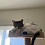 animal, cat, cat_tree, cozy, feline, fur, household, indoor, light, paw, pet, portrait, relaxed, resting, shadow, sleepy, tabby, tail, white_fur, window_blinds