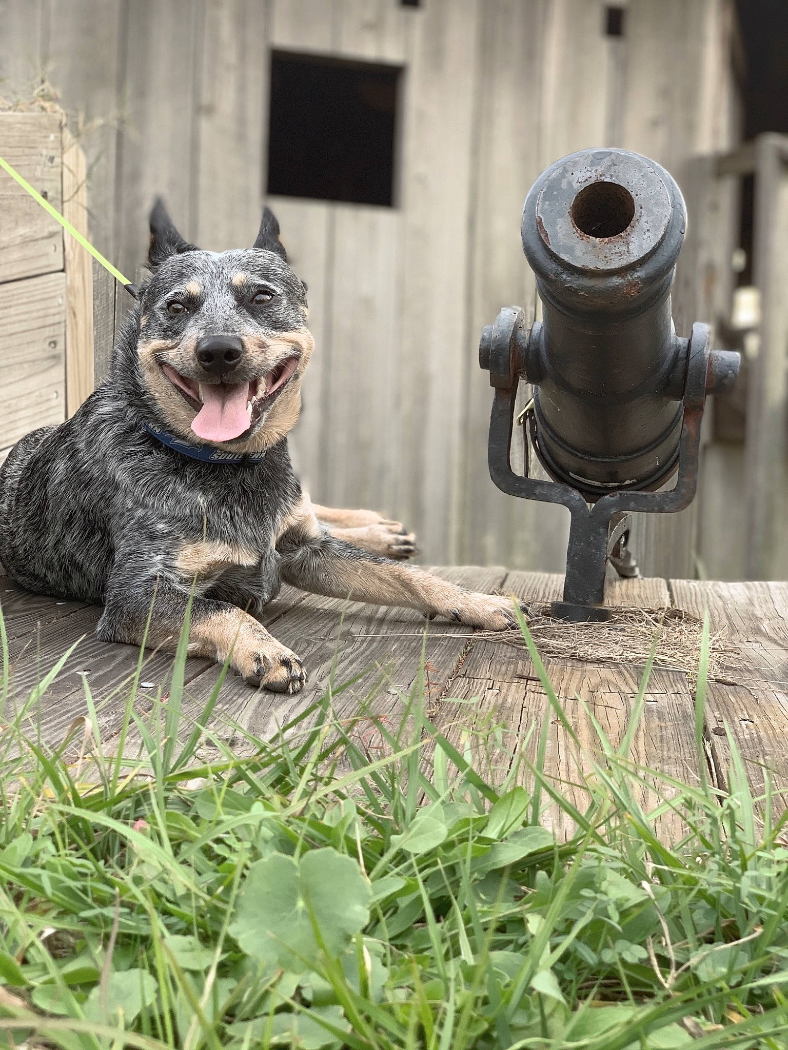 Bruin is registered to the contest to win money with this photo: art, canidae, carnivore, companion_dog, dog, dog_breed, felidae, garden, gas, grass, houseplant, lawn_ornament, metal, plant, small_to_medium_sized_cats, snout, sporting_group, tail, terrestrial_animal, whiskers