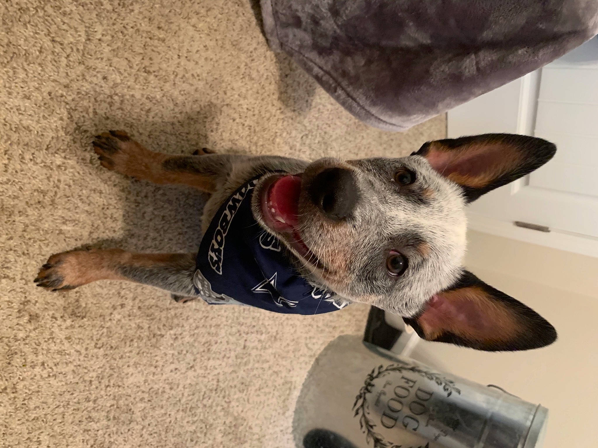 Boston joined the competition — help win amazing prizes! canidae, carnivore, collar, comfort, companion_dog, dog, dog_breed, dog_collar, dog_supply, ear, fawn, foot, fur, non_sporting_group, paw, pet_supply, snout, sporting_group, whiskers, working_animal