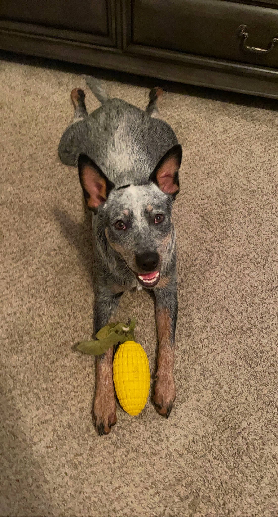 Boston joined the competition — help win amazing prizes! canidae, carnivore, companion_dog, dog, dog_breed, dog_supply, dog_toy, flooring, grey, non_sporting_group, paw, puppy, road_surface, snout, sporting_group, tail, tennis_ball, terrestrial_animal, working_animal