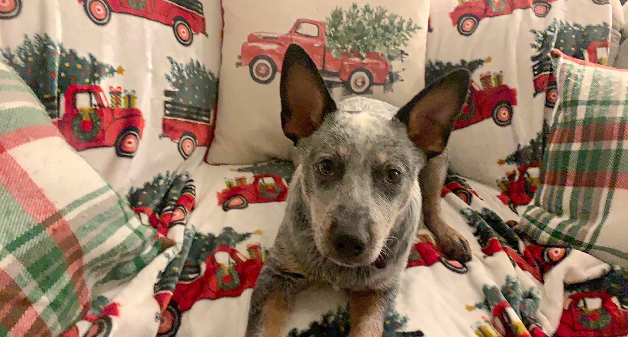 Boston is registered to the contest to win money with this photo: art, carnivore, christmas, christmas_eve, christmas_ornament, companion_dog, creative_arts, dog, dog_breed, event, fawn, fictional_character, holiday, ornament, party_supply, pattern, picture_frame, snout, tire, wheel