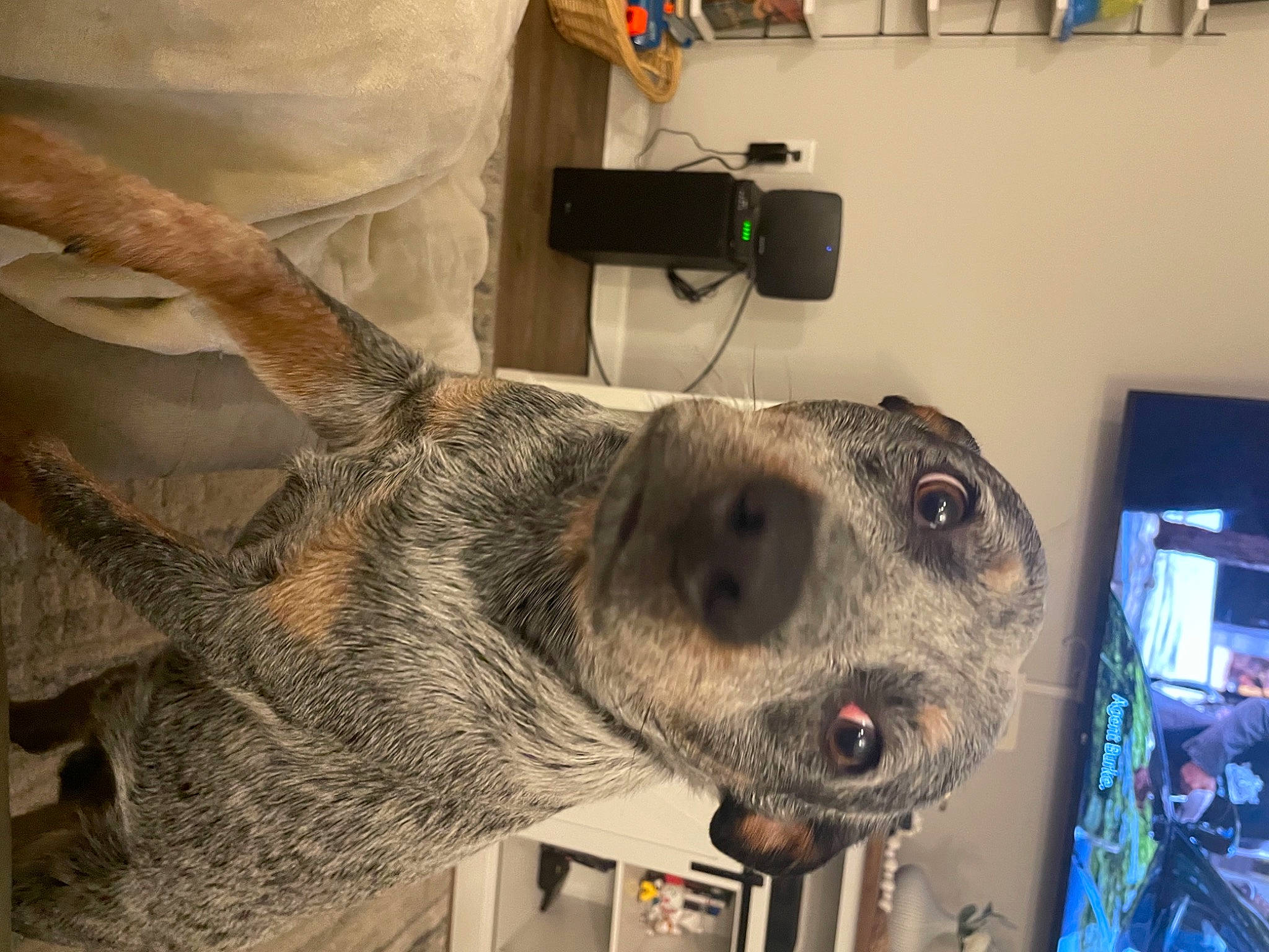 Boston joined the competition — help win amazing prizes! canidae, carnivore, display_device, dog_breed, fawn, fur, jaw, metal, picture_frame, service, snout, sporting_group, television, terrestrial_animal, tourist_attraction, whiskers, wildlife, wood, working_animal