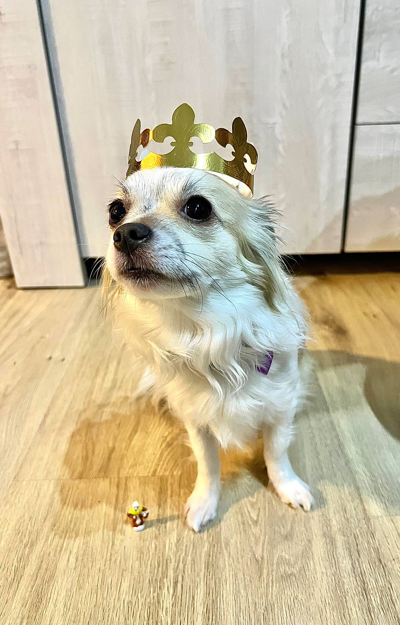 Ruby a rejoint le concours — aidez-le/la à gagner de superbes lots ! canidae, carnivore, companion_dog, dog, dog_breed, dog_supply, fashion_accessory, fawn, flooring, fur, hardwood, laminate_flooring, plank, snout, sporting_group, varnish, whiskers, wood, wood_flooring, wood_stain