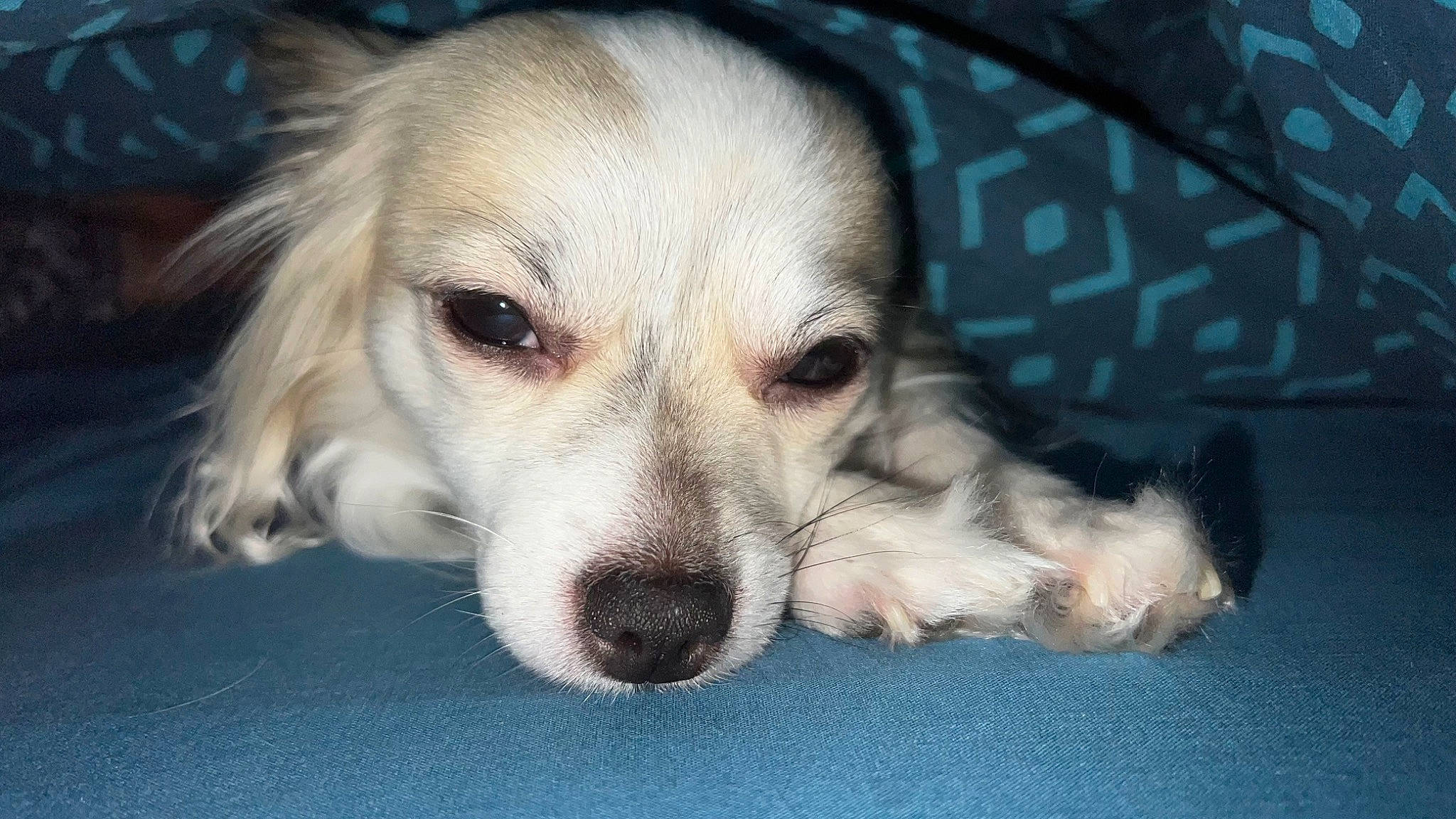 Ruby participe au concours pour gagner de l'argent avec cette photo : bored, canidae, carnivore, companion_dog, dog, dog_breed, ear, fawn, fur, non_sporting_group, paw, puppy, puppy_love, small_greek_domestic_dog, snout, sporting_group, terrestrial_animal, toy_dog, whiskers