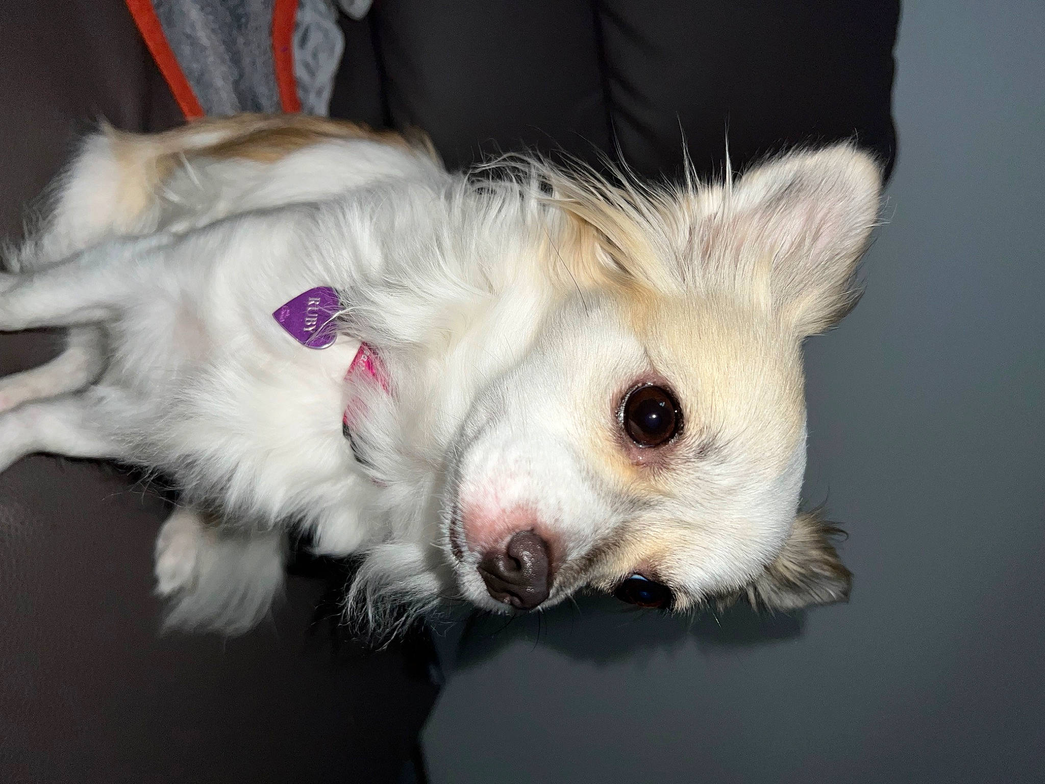 Ruby a rejoint le concours — aidez-le/la à gagner de superbes lots ! canidae, carnivore, chihuahua, claw, companion_dog, dog, dog_breed, dog_clothes, dog_supply, eyelash, fang, fawn, felidae, fur, paw, small_terrier, sporting_group, terrier, toy_dog, whiskers