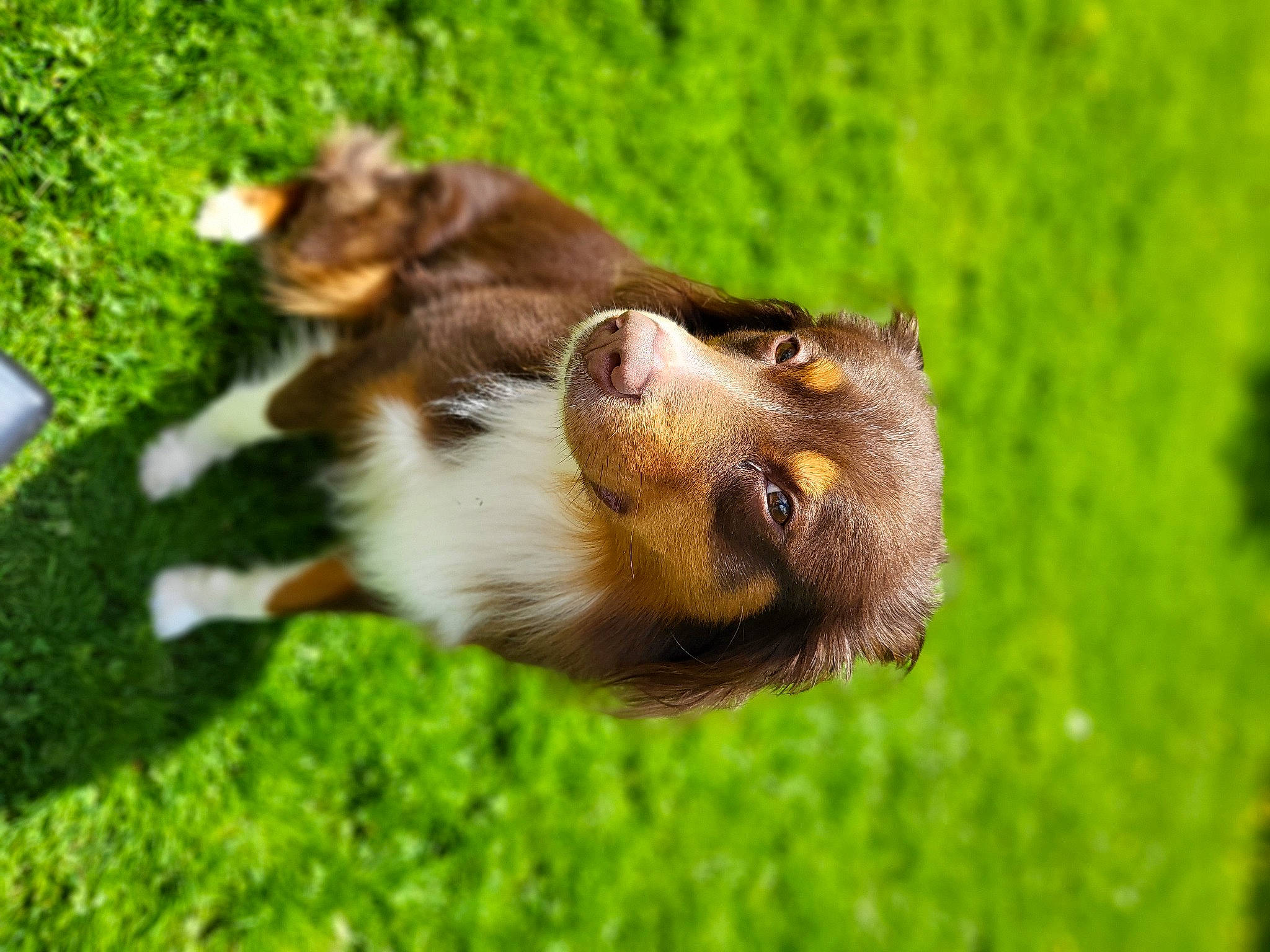 Drax is registered to the contest to win money with this photo: canidae, carnivore, companion_dog, dog, dog_breed, fawn, felidae, grass, liver, paw, plant, puppy, snout, sporting_group, tail, terrestrial_animal, whiskers, wildlife, working_animal, working_dog