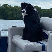 Millie is registered to the contest to win money with this photo: animal, back_view, bench, black_and_white, boat, calm, canine, curious, daytime, dog, fur, lake, nature, outdoor, pet, portrait, seated, sky, trees, water