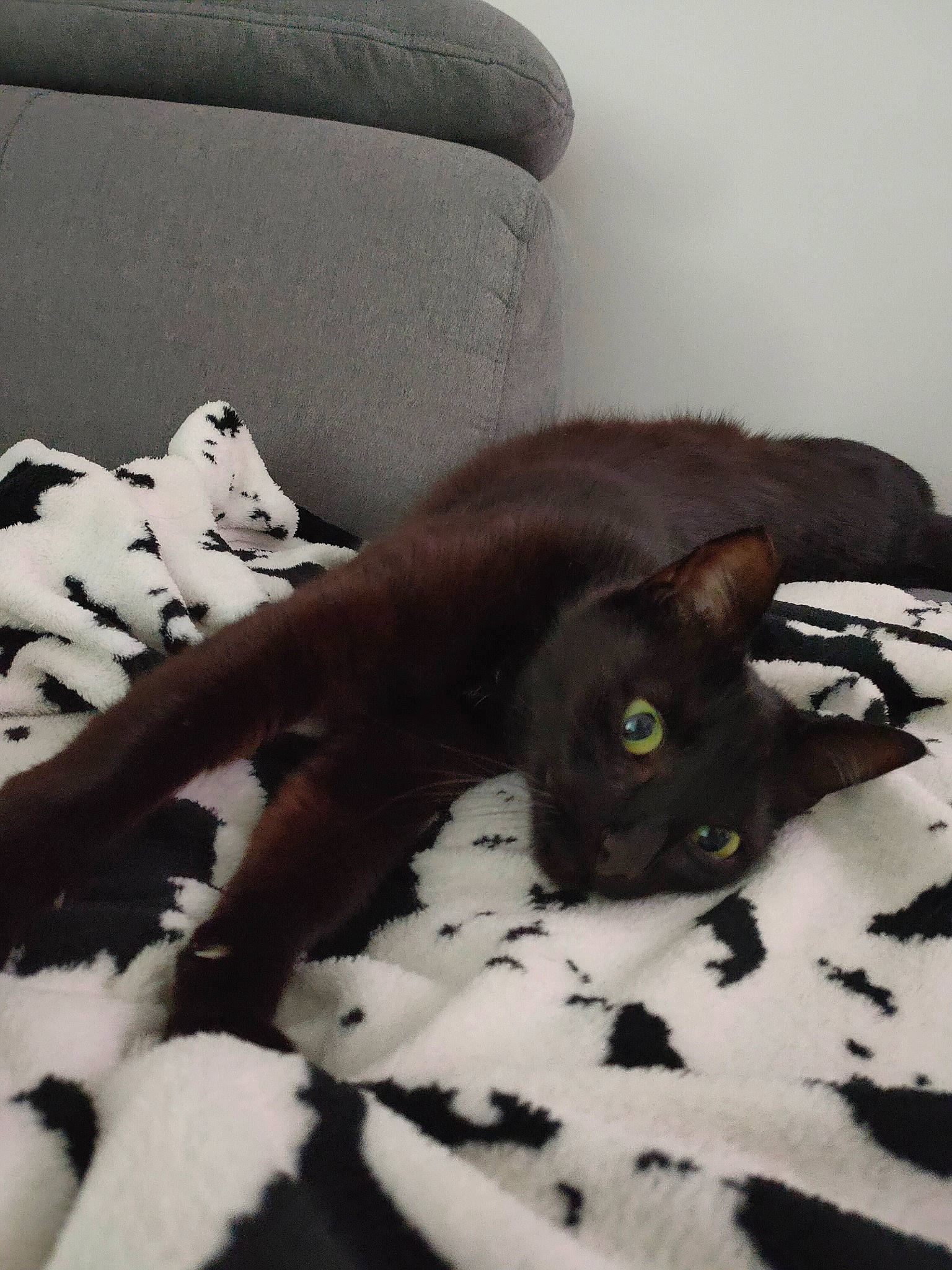 Mimi a rejoint le concours — aidez-le/la à gagner de superbes lots ! asian, black_cat, bombay, carnivore, cat, claw, domestic_short_haired_cat, felidae, havana_brown, small_to_medium_sized_cats, tail, whiskers