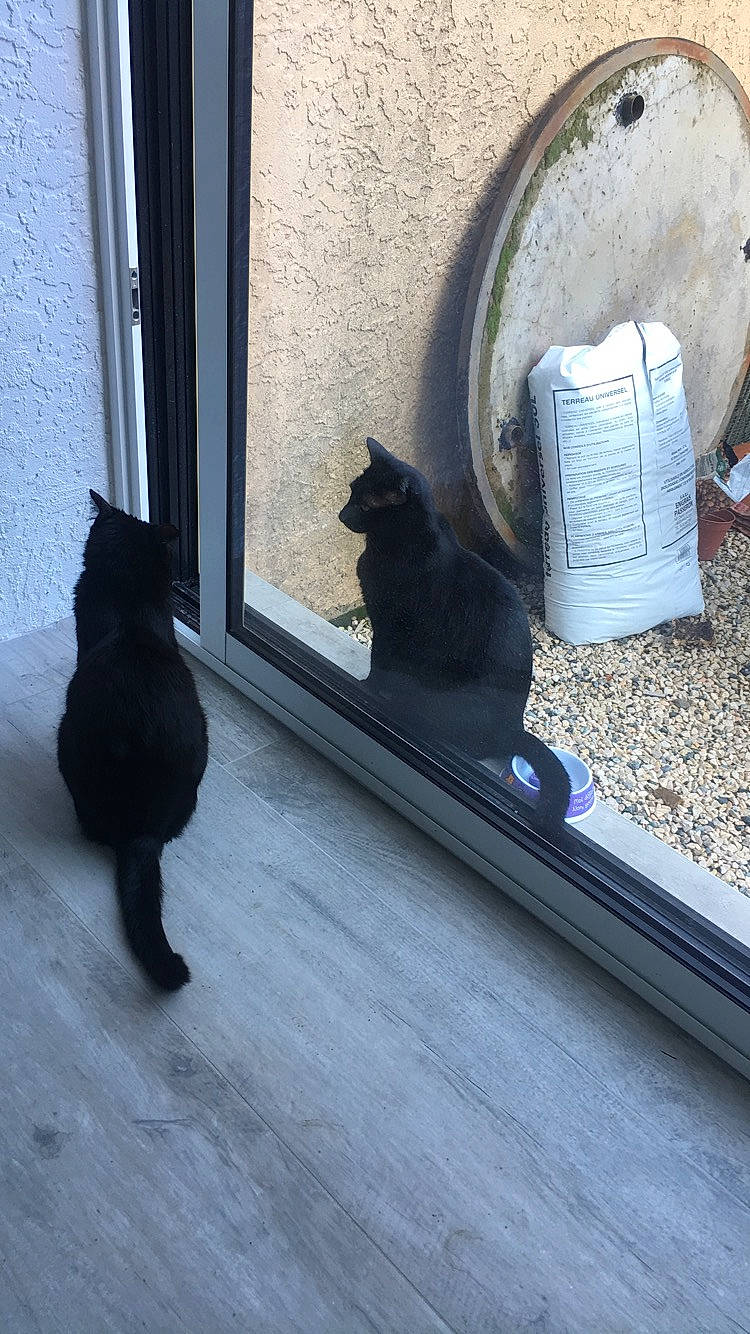 Mimi a rejoint le concours — aidez-le/la à gagner de superbes lots ! black_cat, carnivore, cat, felidae, schipperke, small_to_medium_sized_cats, tail