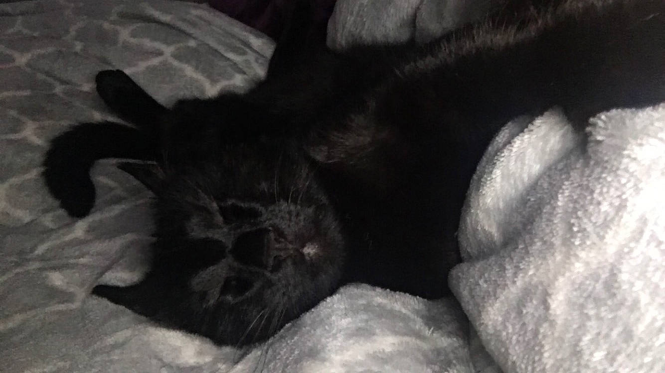 Mimi participe au concours pour gagner de l'argent avec cette photo : black, black_and_white, black_cat, canidae, carnivore, cat, felidae, fur, kitten, monochrome, monochrome_photography, paw, puppy, small_to_medium_sized_cats, snout, whiskers