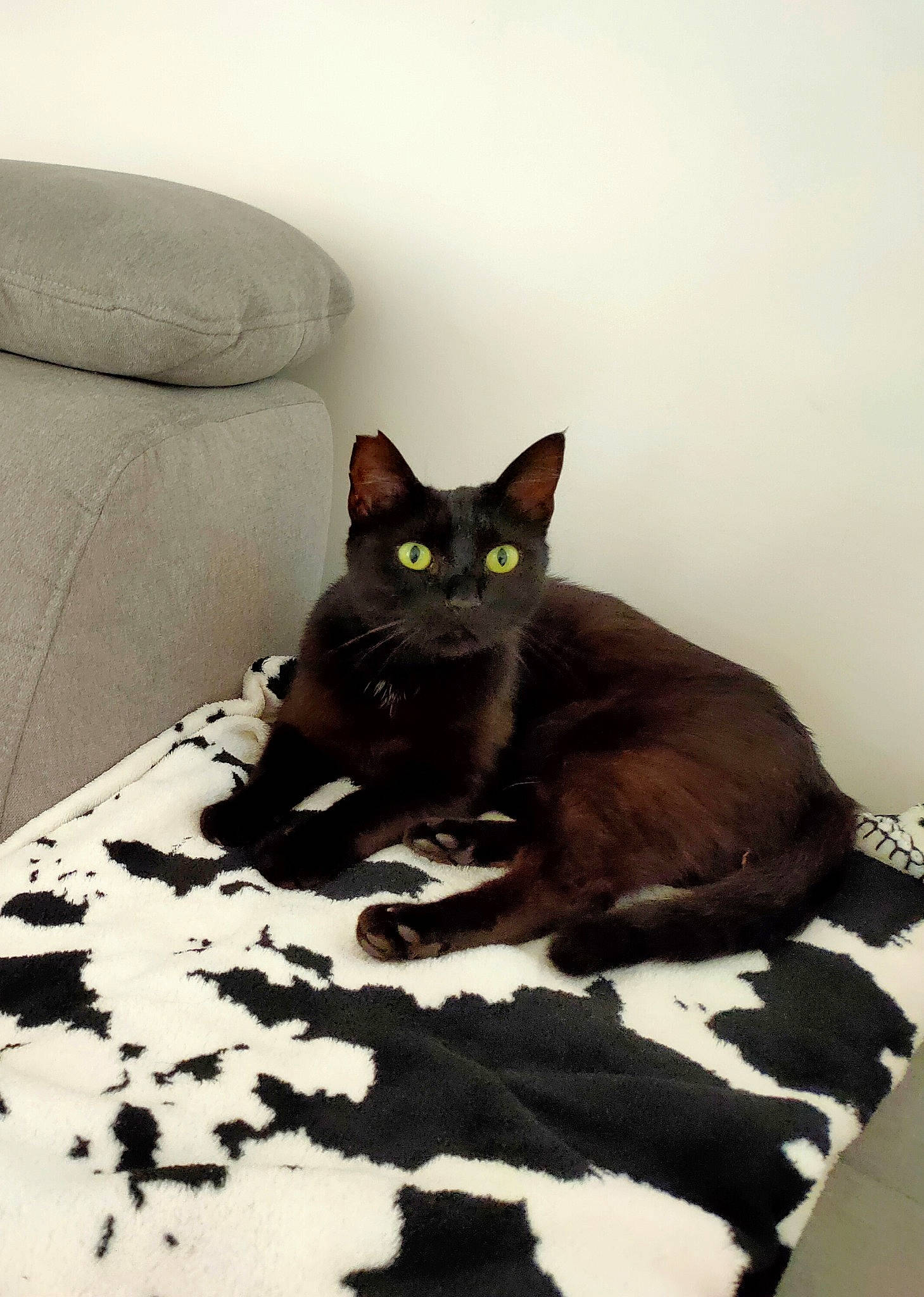 Mimi a rejoint le concours — aidez-le/la à gagner de superbes lots ! asian, black_cat, burmese, carnivore, cat, domestic_short_haired_cat, european_shorthair, felidae, german_rex, kitten, mammal, small_to_medium_sized_cats, tail, whiskers