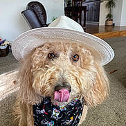 Bella is registered to the contest to win money with this photo: animal, bandana, brown_eyes, carpet, close_up, cozy, curly_fur, cute, decor, dog, domestic, furniture, golden_doodle, hat, indoor, licking_nose, living_room, pet, plant, portrait
