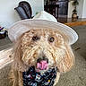 dog, golden_doodle, hat, bandana, indoor, carpet, licking_nose, curly_fur, brown_eyes, pet, cute, living_room, furniture, plant, decor, cozy, portrait, close_up, animal, domestic