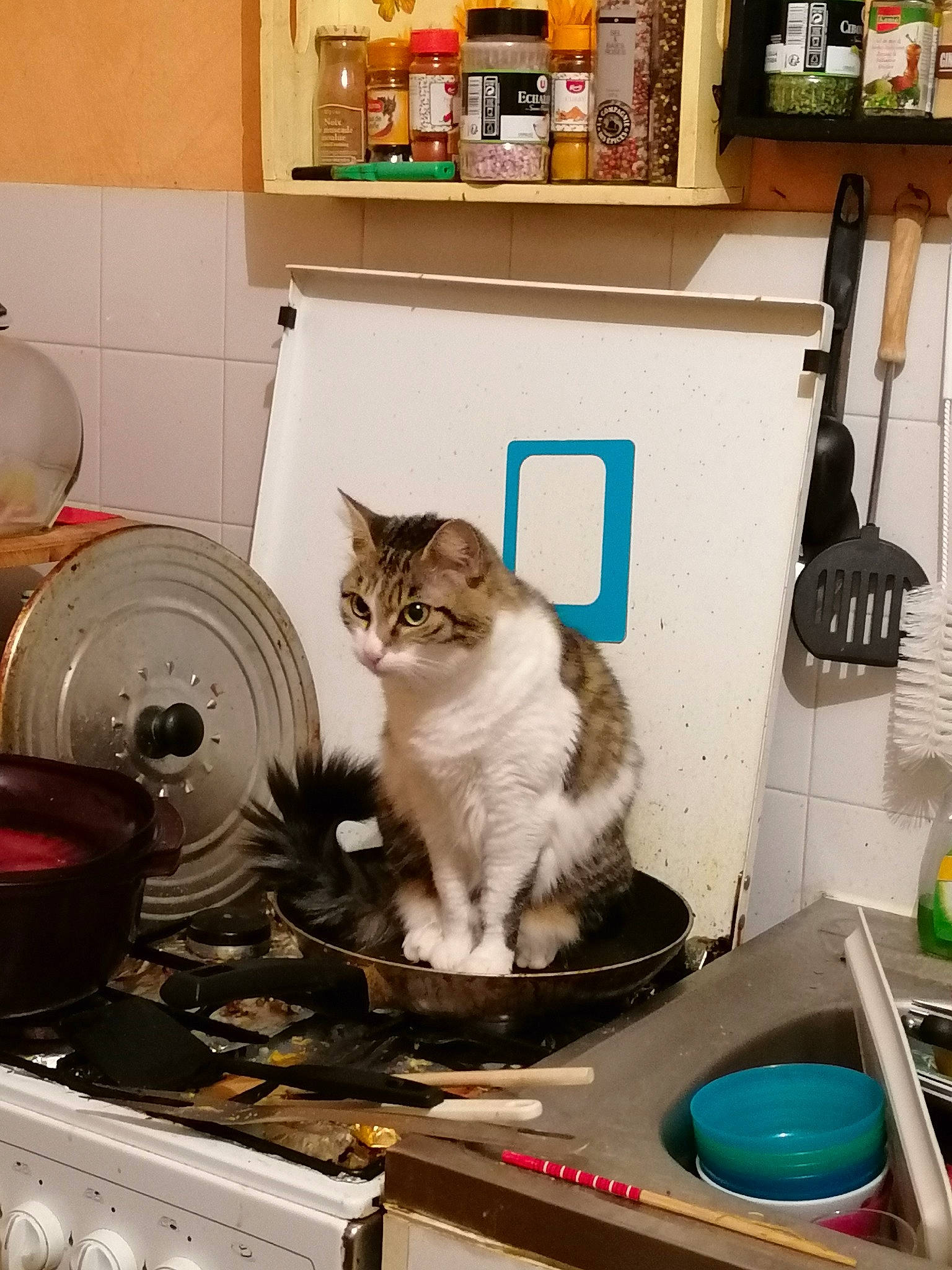 Zoé participe au concours pour gagner de l'argent avec cette photo : box, carnivore, cat, cat_supply, cooking, domestic_short_haired_cat, felidae, fur, gas, home_appliance, kitchen_appliance, major_appliance, pet_supply, picture_frame, plant, room, shelf, shelving, small_to_medium_sized_cats, whiskers