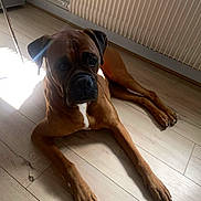 Iron participe au concours pour gagner de l'argent avec cette photo : dog, brown_dog, boxer, pet, indoor, wooden_floor, sunlight, radiator, relaxed, animal, mammal, canine, paw, ears, face, lying_down, domestic_animal, companion, furniture_leg, flooring