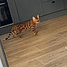 Simba participe au concours pour gagner de l'argent avec cette photo : bengal_cat, cat, spotted_fur, striped_fur, animal, pet, feline, standing, walking, indoors, kitchen, cabinet, wood_floor, home, portrait, alert, ears, tail, four_legs, photography