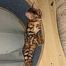 bengal_cat, cat, pet, feline, spotted_coat, striped_coat, animal, whiskers, ears, paws, lying_down, cat_wheel, exercise_wheel, wooden_furniture, indoor, home, floor, carpet, portrait, closeup