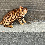 Simba a rejoint le concours — aidez-le/la à gagner de superbes lots ! bengal_cat, cat, feline, pet, animal, striped_fur, spotted_fur, sitting, leash, collar, outdoor, pavement, asphalt, tiled_wall, urban, brown_fur, black_markings, green_eyes, whiskers, portrait