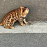 bengal_cat, cat, feline, pet, animal, striped_fur, spotted_fur, sitting, leash, collar, outdoor, pavement, asphalt, tiled_wall, urban, brown_fur, black_markings, green_eyes, whiskers, portrait