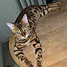 Simba participe au concours pour gagner de l'argent avec cette photo : cat, bengal_cat, spotted, striped, animal, pet, feline, green_eyes, whiskers, ears, paws, lying_down, table, wooden_table, indoor, home, portrait, flash_photography, dramatic_pose, food_bowls