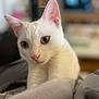 cat, white_cat, pet, indoor, close_up, curious, pink_nose, pink_ears, whiskers, feline, animal, soft_light, blurred_background, cozy, fur, paw, cute, domestic_cat, portrait, focus