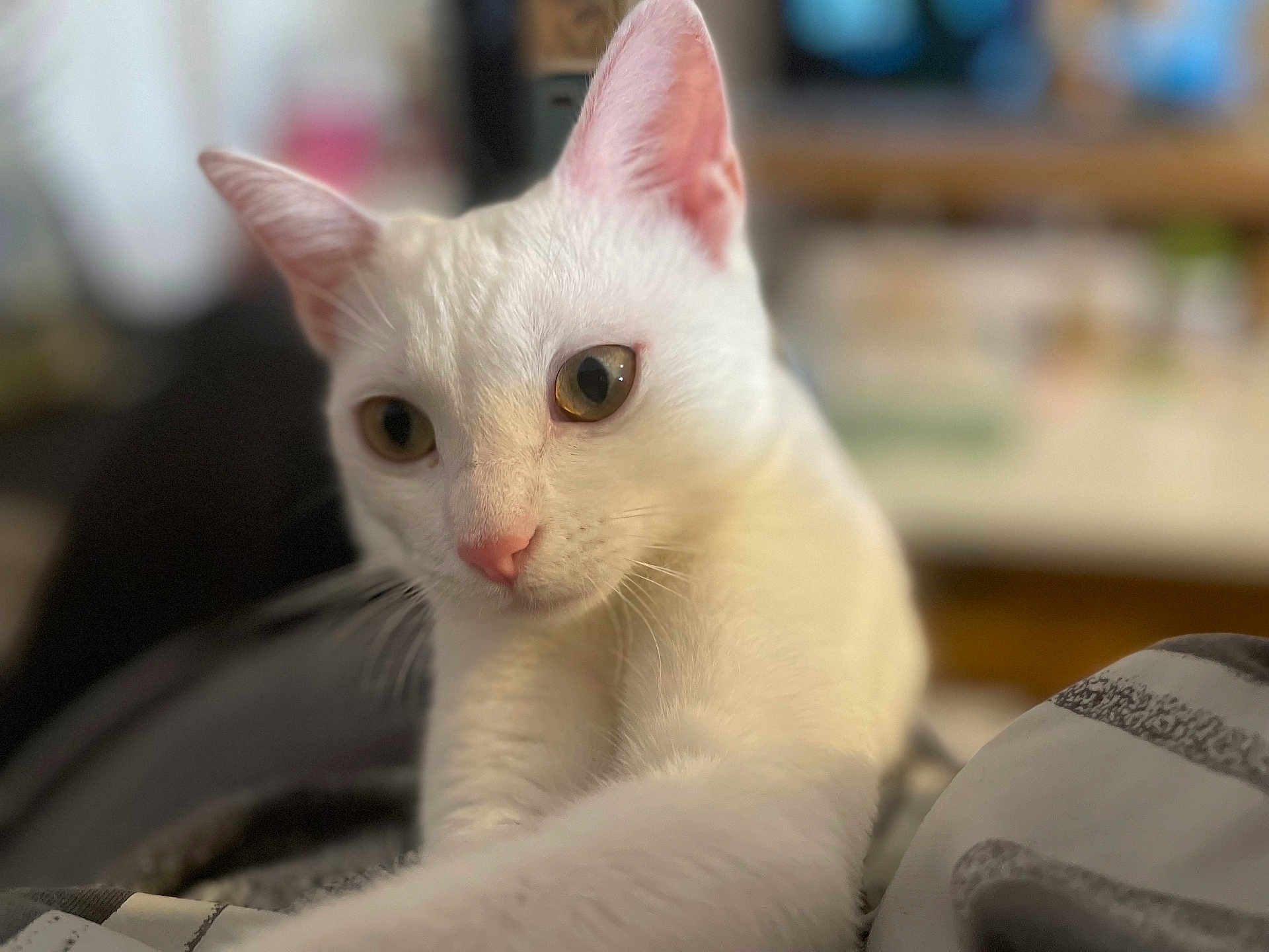 Zoey a rejoint le concours — aidez-le/la à gagner de superbes lots ! cat, white_cat, pet, indoor, close_up, curious, pink_nose, pink_ears, whiskers, feline, animal, soft_light, blurred_background, cozy, fur, paw, cute, domestic_cat, portrait, focus