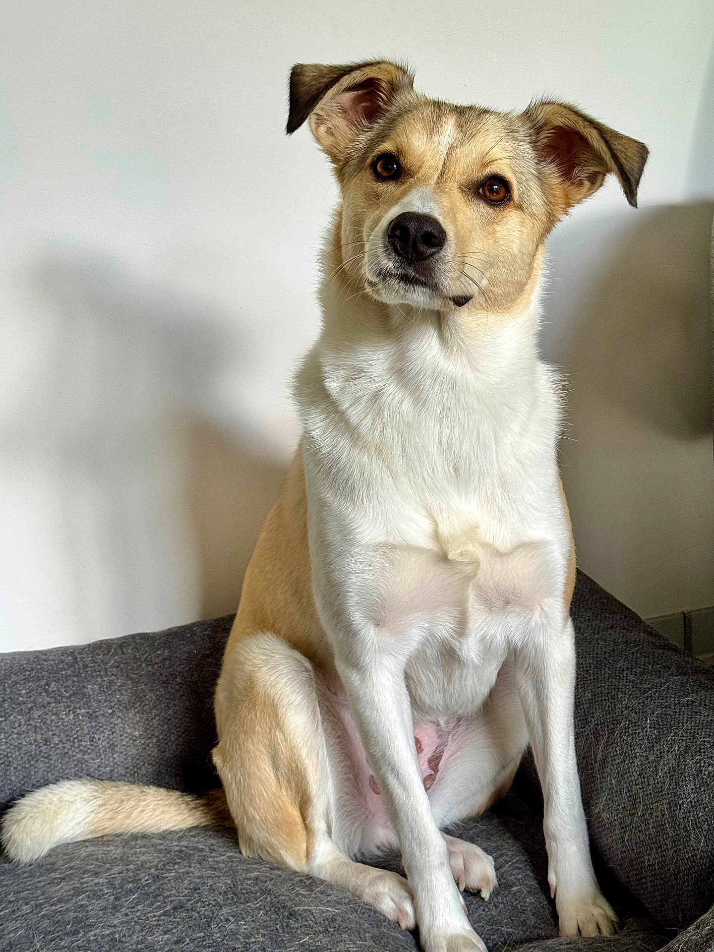 Nala