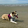 Nala participe au concours pour gagner de l'argent avec cette photo : animal, beach, canine, cloudy_sky, coast, daytime, dog, harness, mammal, nature, outdoor, pet, playful, relaxed, sand, sea, shore, tongue_out, walking, water