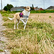 Nala participe au concours pour gagner de l'argent avec cette photo : alert, animal, canine, cloudy_sky, daytime, dog, ears, field, fur, grass, harness, landscape, nature, outdoor, path, pet, rural, standing, tail, walking