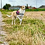 alert, animal, canine, cloudy_sky, daytime, dog, ears, field, fur, grass, harness, landscape, nature, outdoor, path, pet, rural, standing, tail, walking