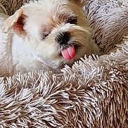 Ozzy participe au concours pour gagner de l'argent avec cette photo : puppy, dog, small_dog, fluffy, white_dog, tongue_out, sleepy, cute, pet, animal, portrait, indoors, cozy, blanket, shaggy_blanket, couch, home, speaker, close_up, sitting