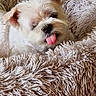 puppy, dog, small_dog, fluffy, white_dog, tongue_out, sleepy, cute, pet, animal, portrait, indoors, cozy, blanket, shaggy_blanket, couch, home, speaker, close_up, sitting