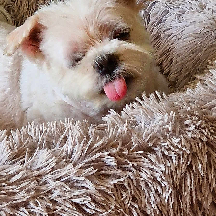 Ozzy participe au concours pour gagner de l'argent avec cette photo : puppy, dog, small_dog, fluffy, white_dog, tongue_out, sleepy, cute, pet, animal, portrait, indoors, cozy, blanket, shaggy_blanket, couch, home, speaker, close_up, sitting