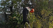 Lucky a rejoint le concours — aidez-le/la à gagner de superbes lots ! active, animal, backyard, ball, catch, daytime, dog, fun, garden, grass, greenery, jumping, leap, nature, outdoor, pet, playing, sky, sunny, trees