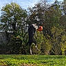Lucky a rejoint le concours — aidez-le/la à gagner de superbes lots ! dog, playing, ball, jumping, outdoor, grass, trees, sky, sunny, backyard, pet, animal, active, catch, nature, daytime, fun, leap, greenery, garden