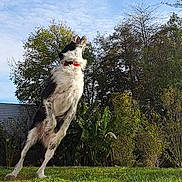 Lucky a rejoint le concours — aidez-le/la à gagner de superbes lots ! active, animal, ball, blue_sky, collar, daytime, dog, energetic, fun, grass, greenery, jumping, leaping, nature, outdoor, pet, playful, sky, sunlight, trees